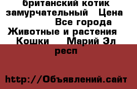 британский котик замурчательный › Цена ­ 12 000 - Все города Животные и растения » Кошки   . Марий Эл респ.